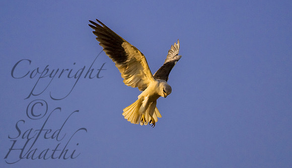 Black-shouldered Kite 2